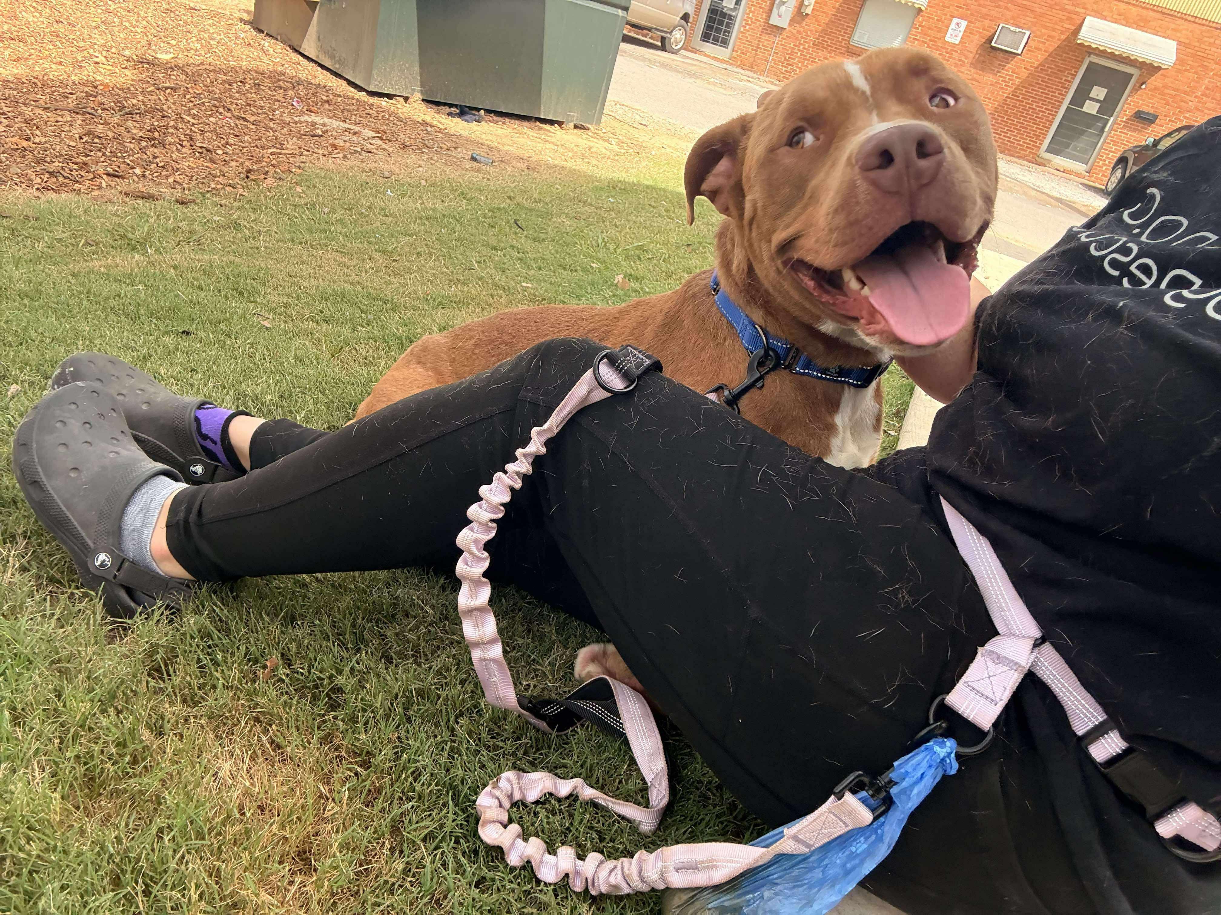Obie, Adoptable, Young Male Mixed Breed.