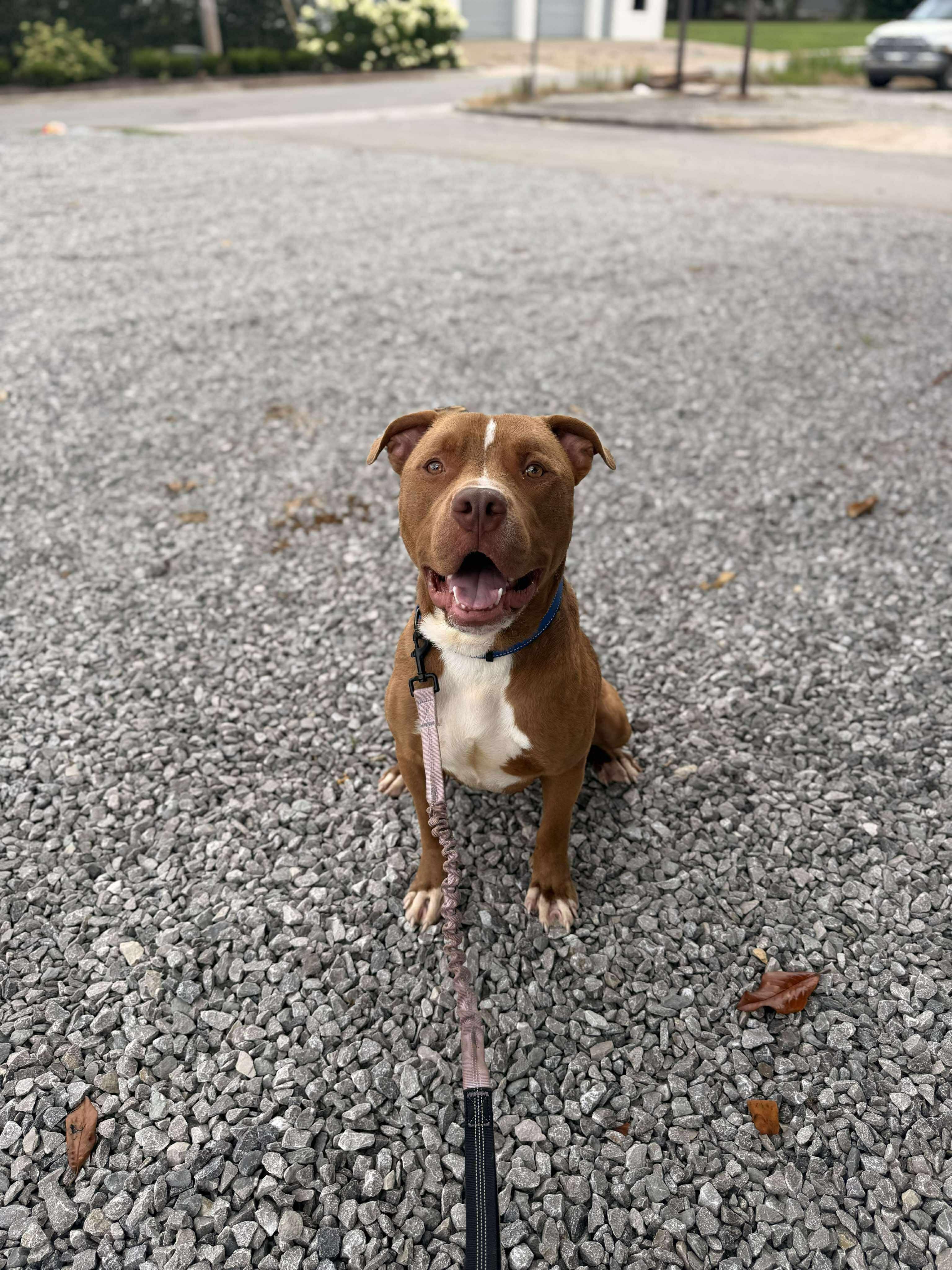 Enlarge Obie, a Adoptable Mixed Breed in Huntsville, AL image 2/6