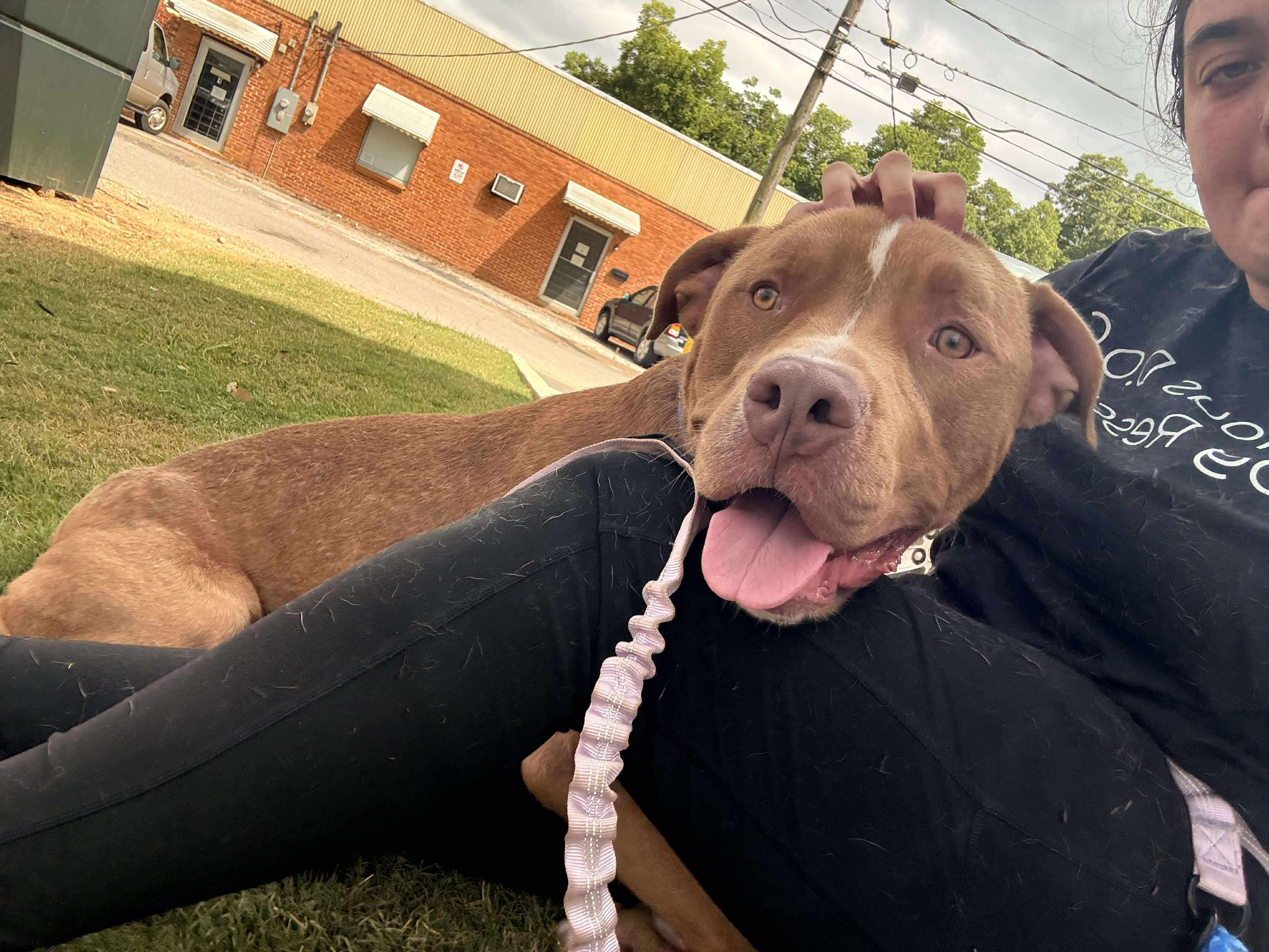 Enlarge Obie, a Adoptable Mixed Breed in Huntsville, AL image 3/6