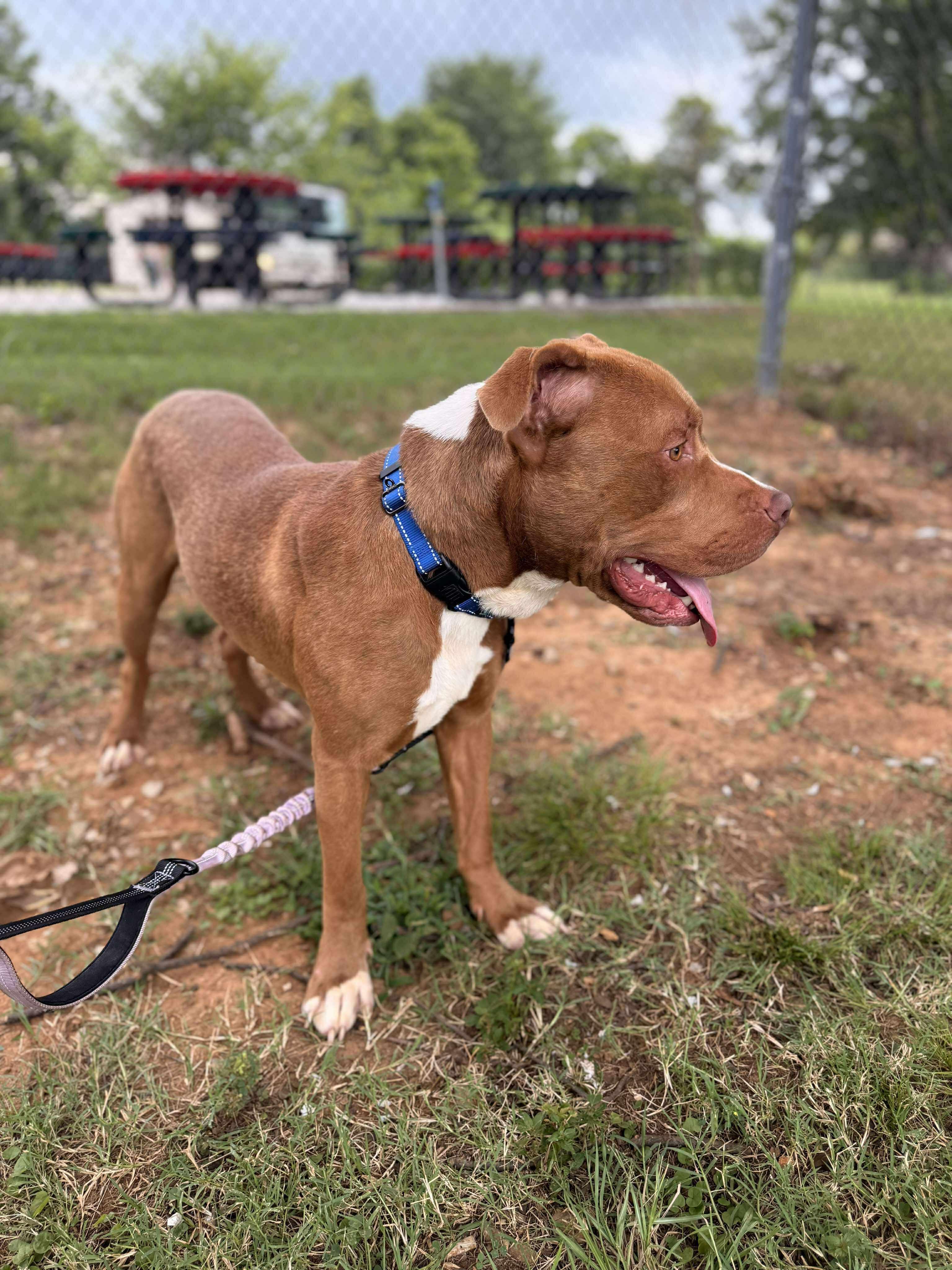 Enlarge Obie, a Adoptable Mixed Breed in Huntsville, AL image 4/6