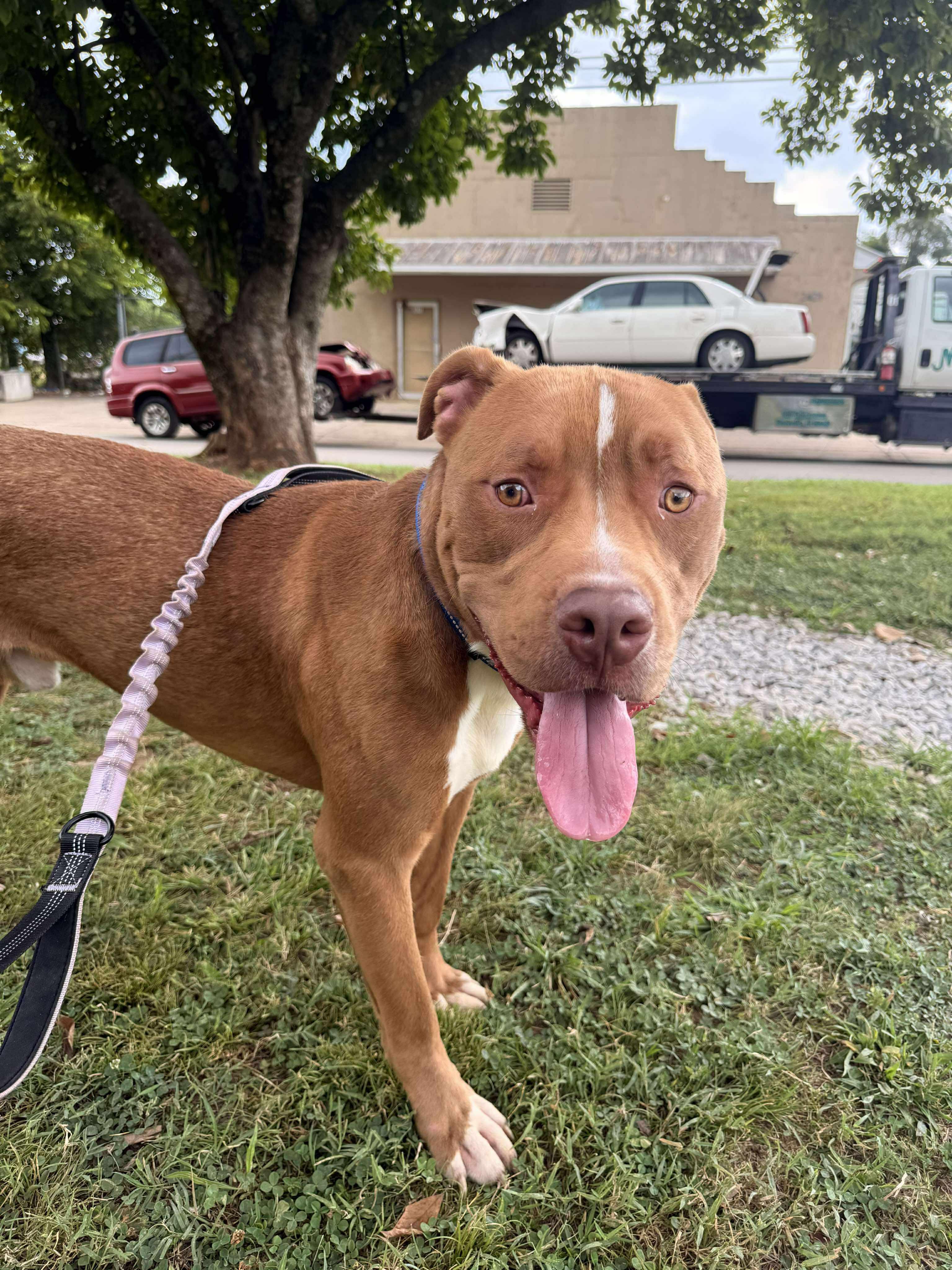 Enlarge Obie, a Adoptable Mixed Breed in Huntsville, AL image 5/6
