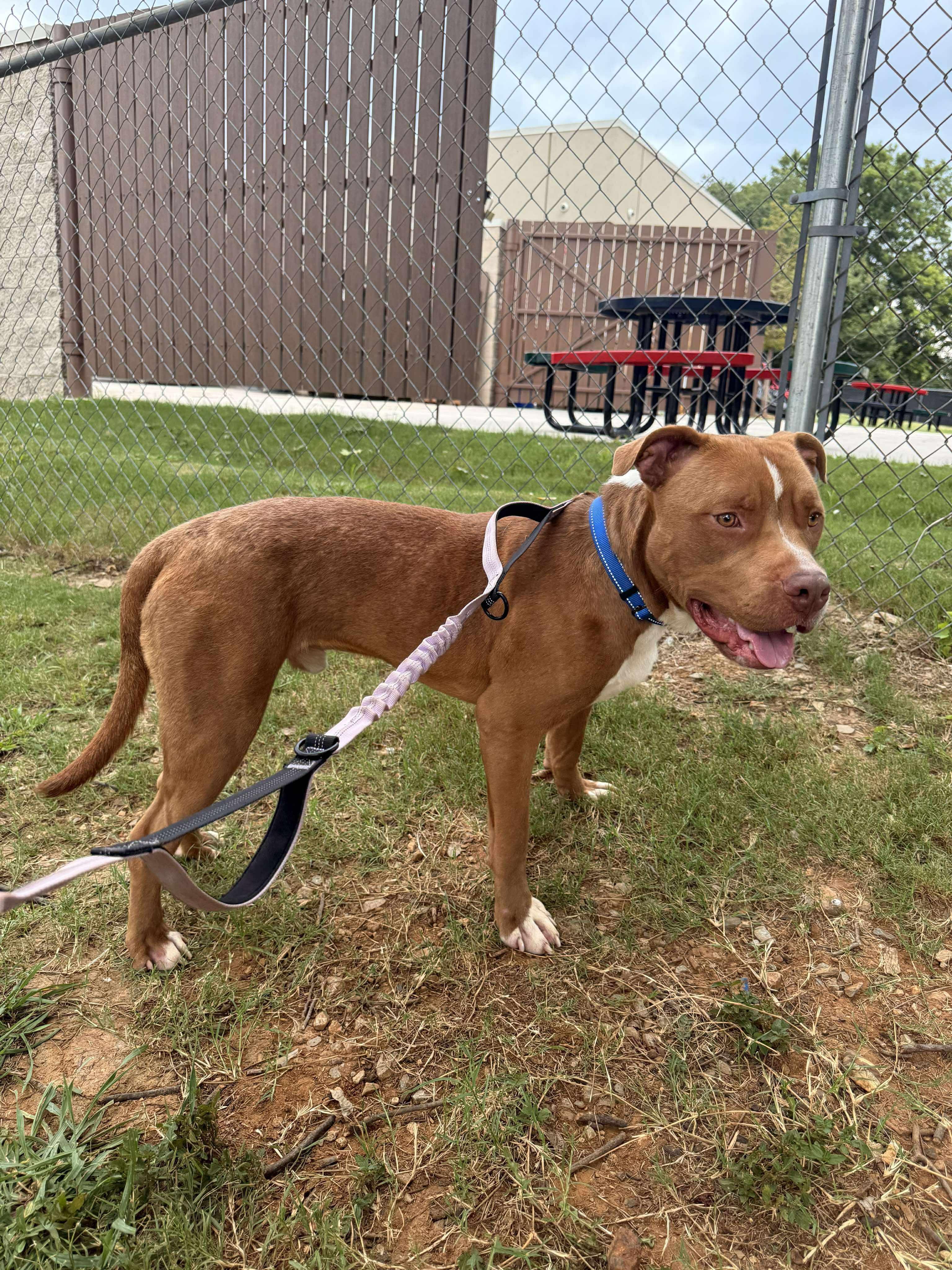 Enlarge Obie, a Adoptable Mixed Breed in Huntsville, AL image 6/6