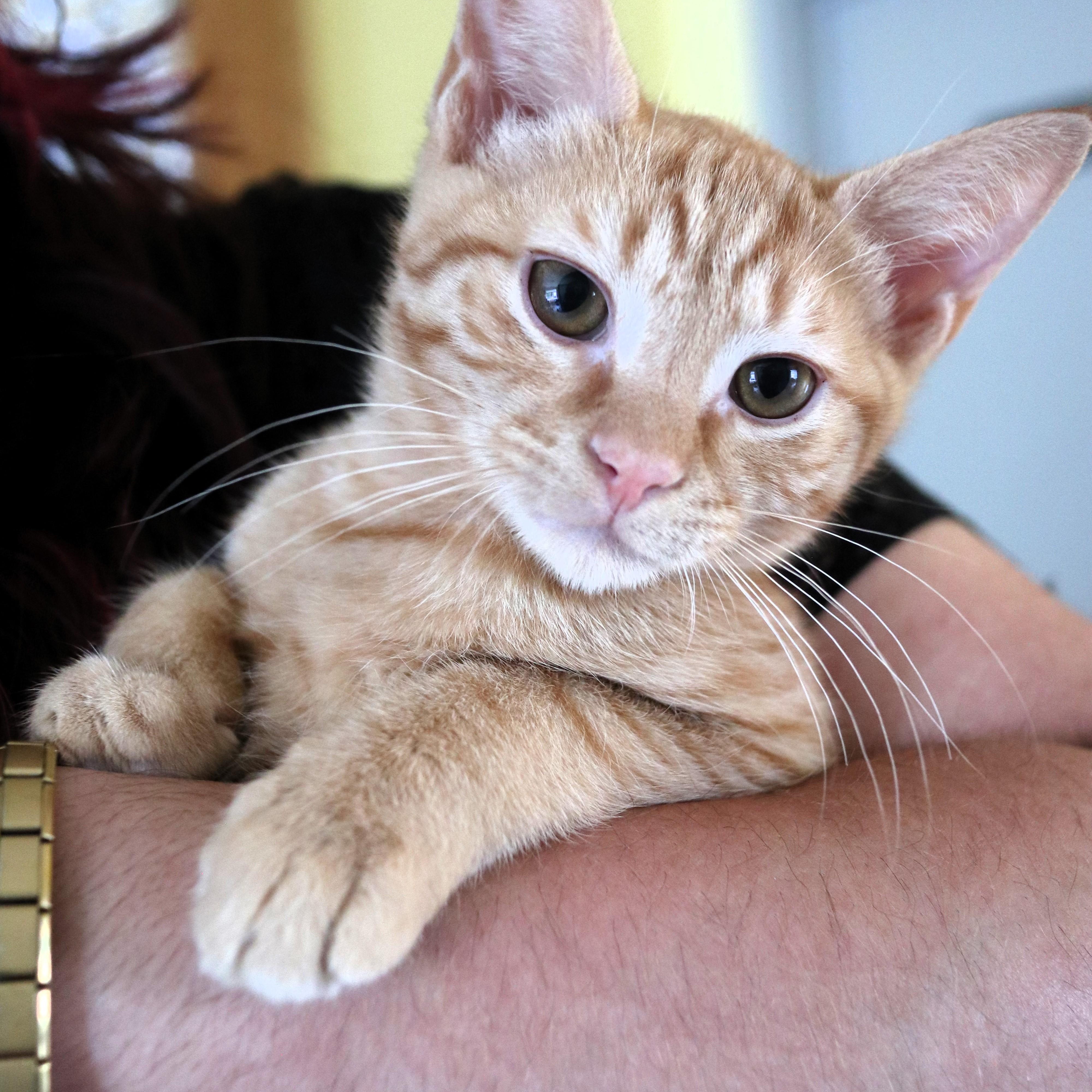 Enlarge Yaya, a Adoptable Domestic Short Hair in Mount Rainier, MD image 1/5