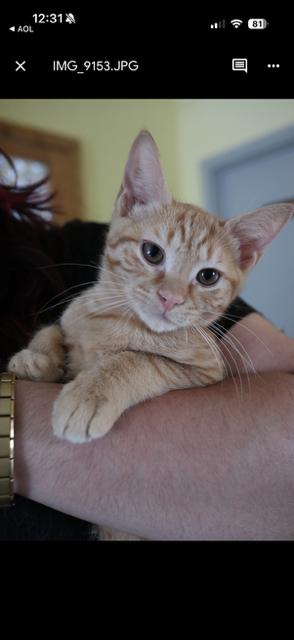 Yaya, a Adoptable Domestic Short Hair in Mount Rainier, MD image 2/4
