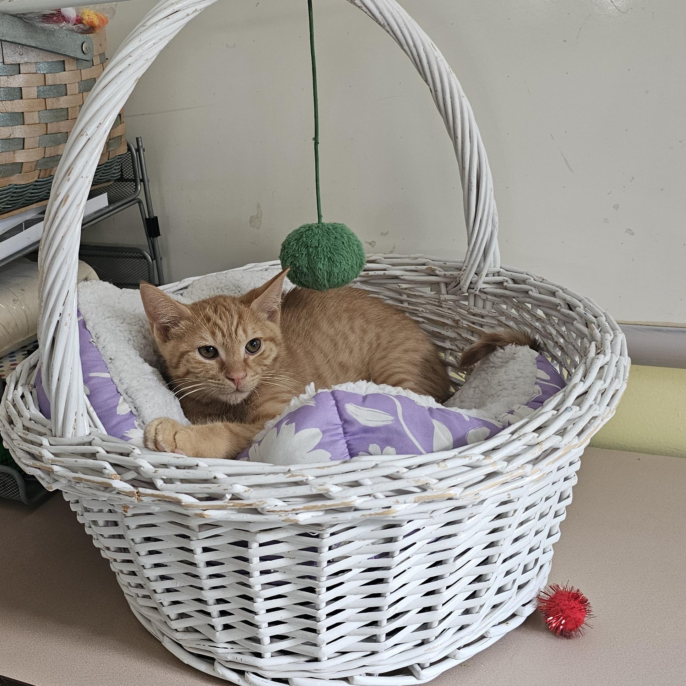 Yaya, Adoptable, Kitten Male Domestic Short Hair.