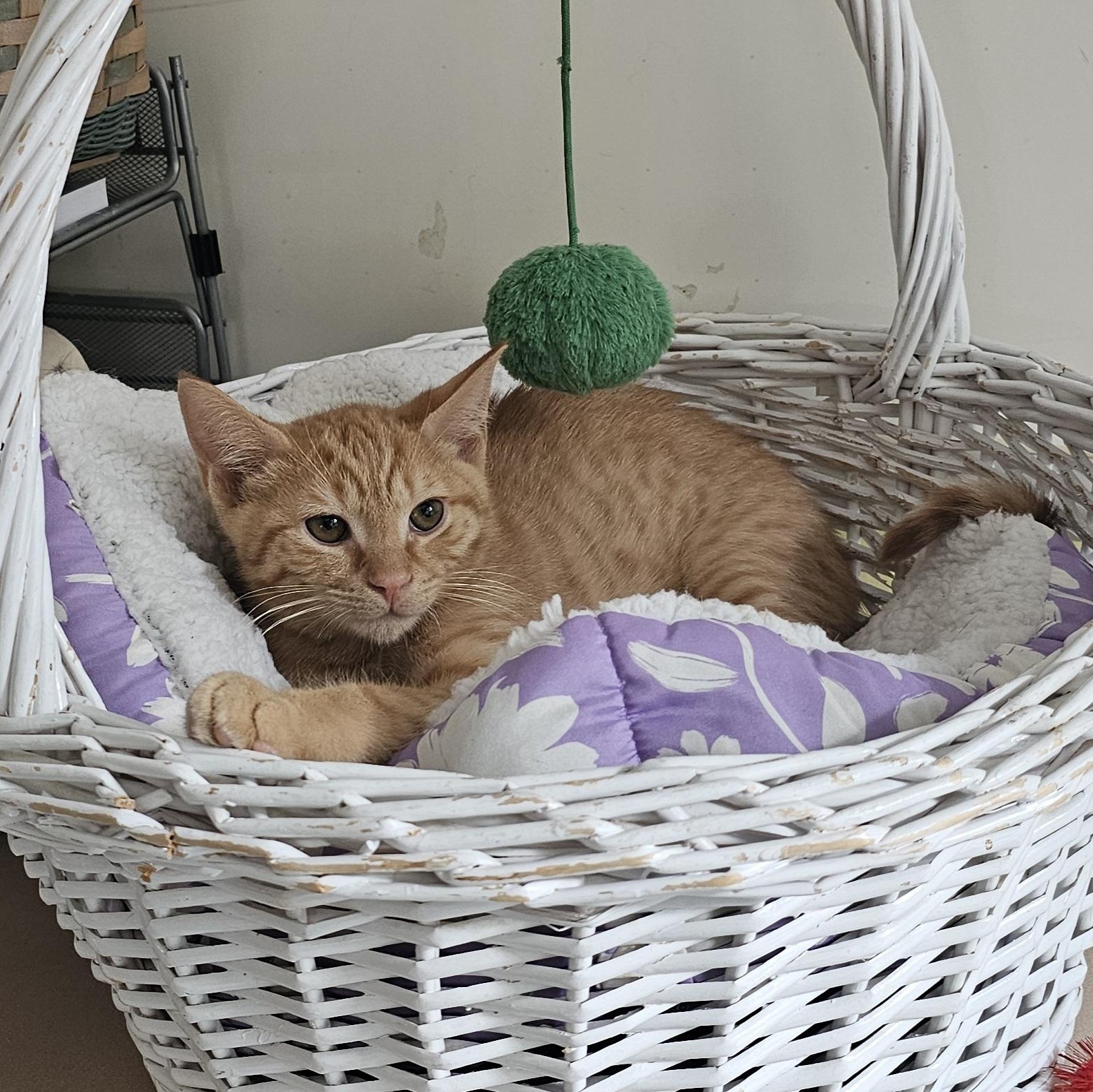 Enlarge Yaya, a Adoptable Domestic Short Hair in Mount Rainier, MD image 2/5