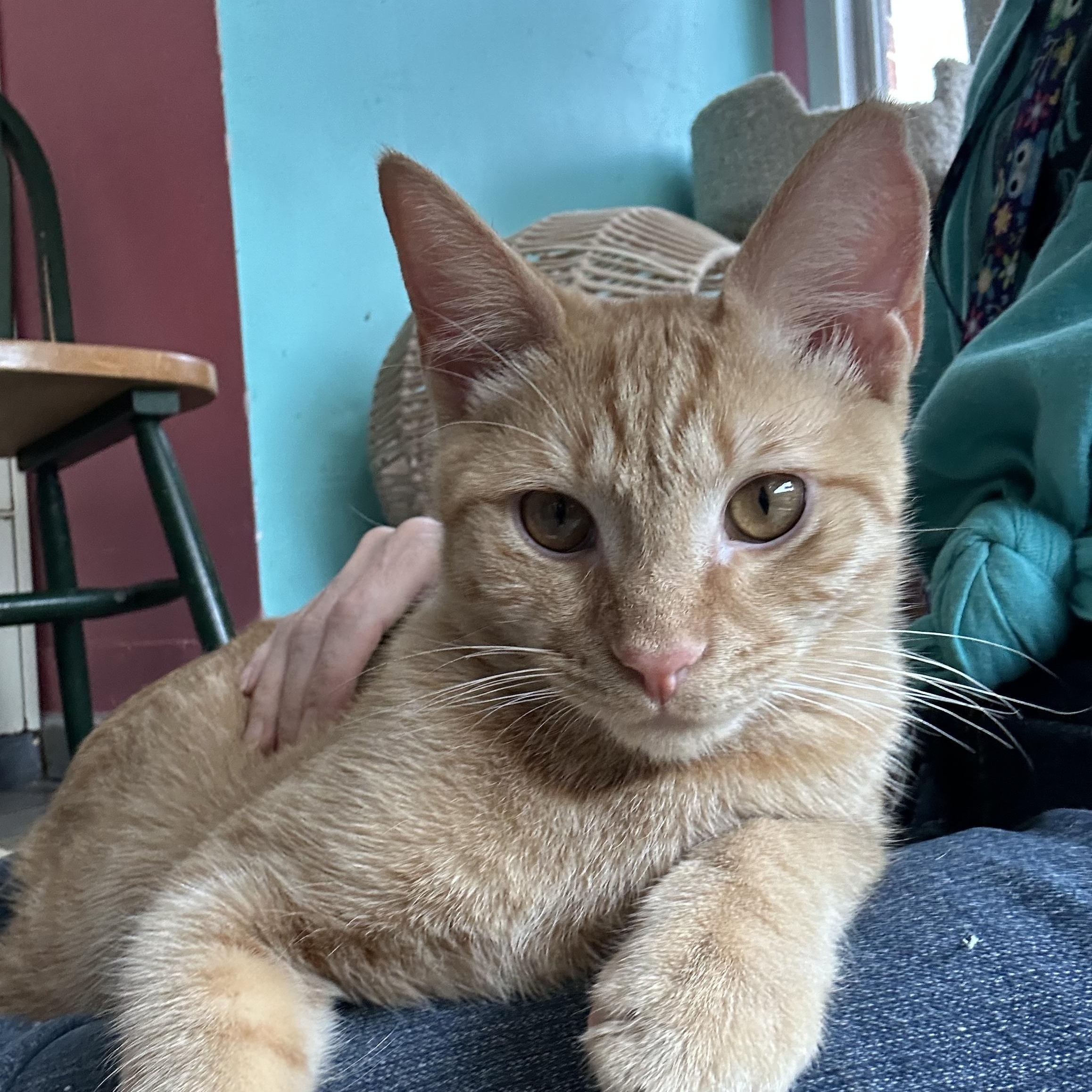 Yaya, adoptable, Kitten Male Domestic Short Hair.