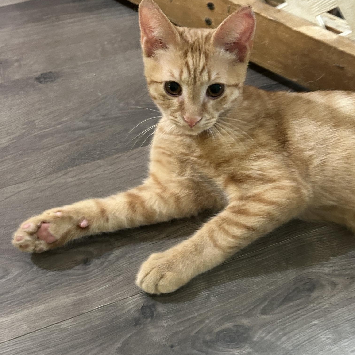 Enlarge Yaya, a Adoptable Domestic Short Hair in Mount Rainier, MD image 3/5
