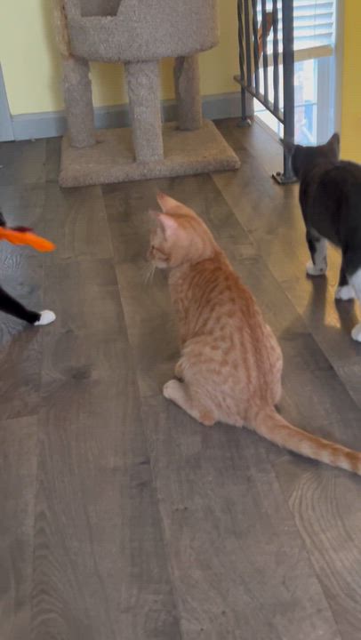 Enlarge Yaya, a Adoptable Domestic Short Hair in Mount Rainier, MD video 5/5