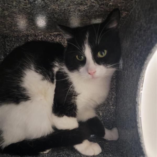 Redbull, a Adoptable Domestic Medium Hair in Salt Lake City, UT image 1/3