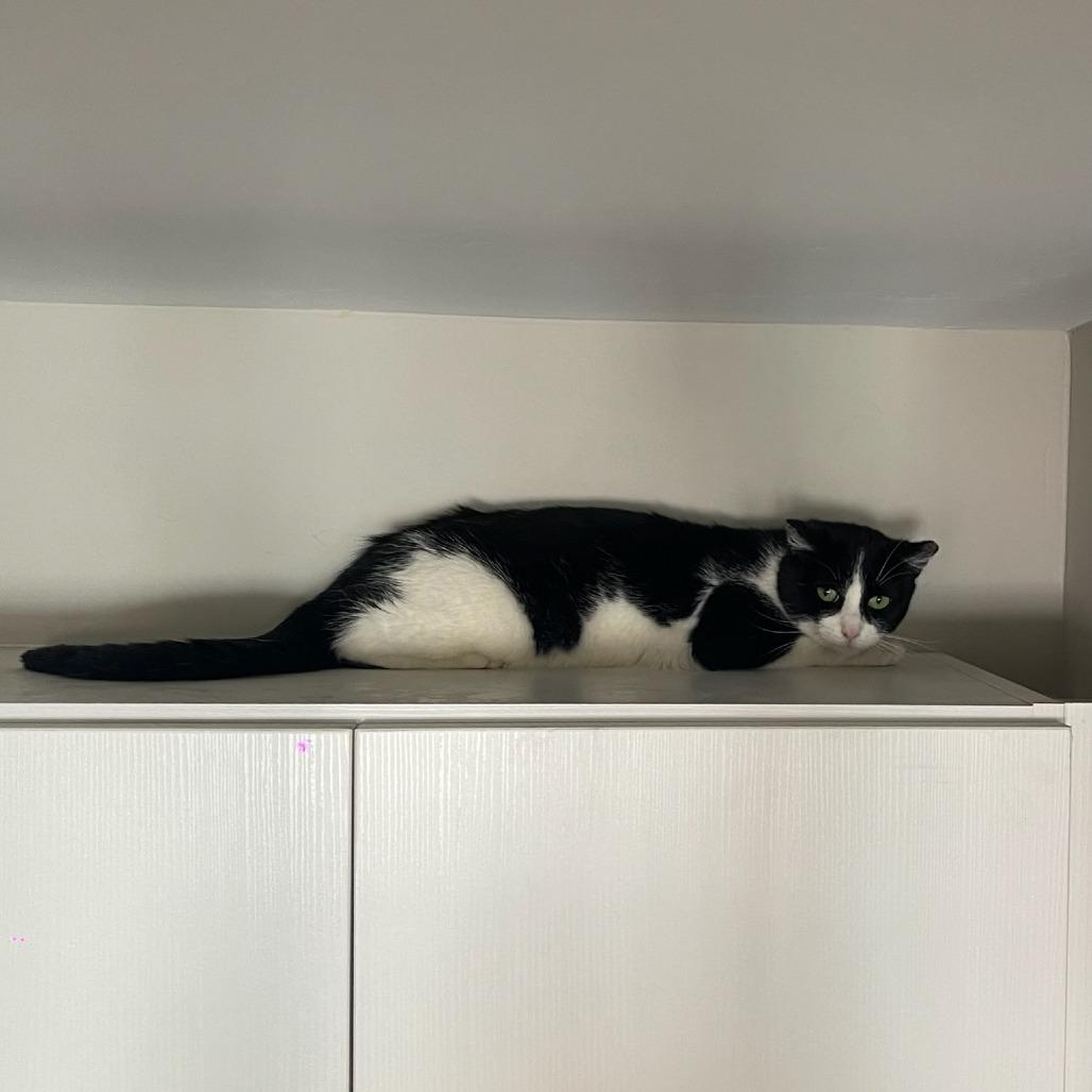 Redbull, a Adoptable Domestic Medium Hair in Salt Lake City, UT image 2/3