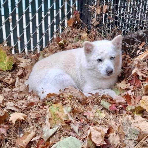 Enlarge Cheesecake, a Adoptable mixed breed in Groveland, MA image 1/5