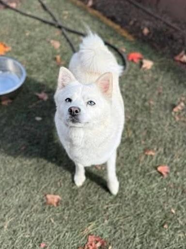 Enlarge Cheesecake, a Adoptable mixed breed in Groveland, MA image 2/5