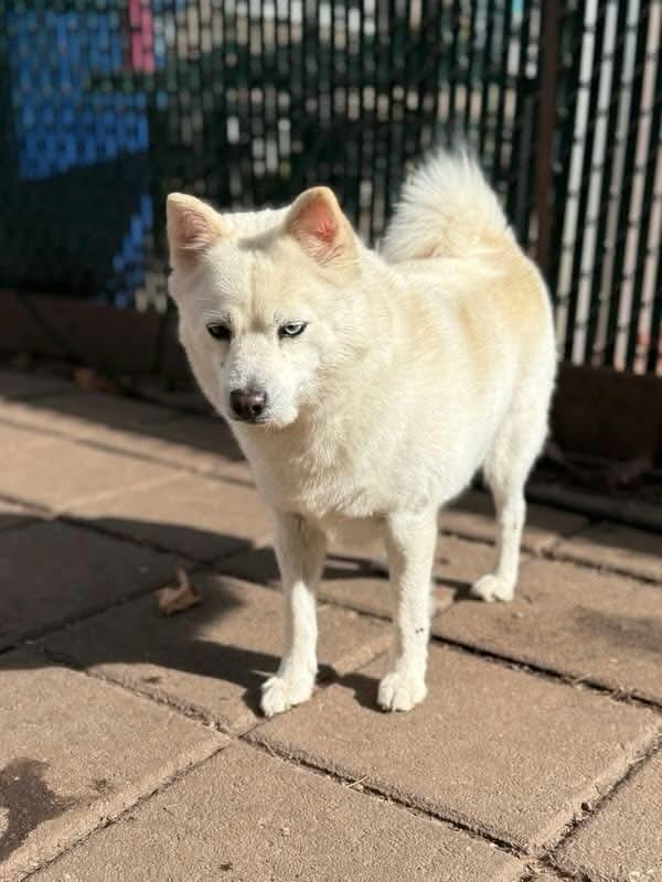 Enlarge Cheesecake, a Adoptable mixed breed in Groveland, MA image 3/5