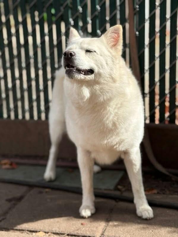 Enlarge Cheesecake, a Adoptable mixed breed in Groveland, MA image 4/5
