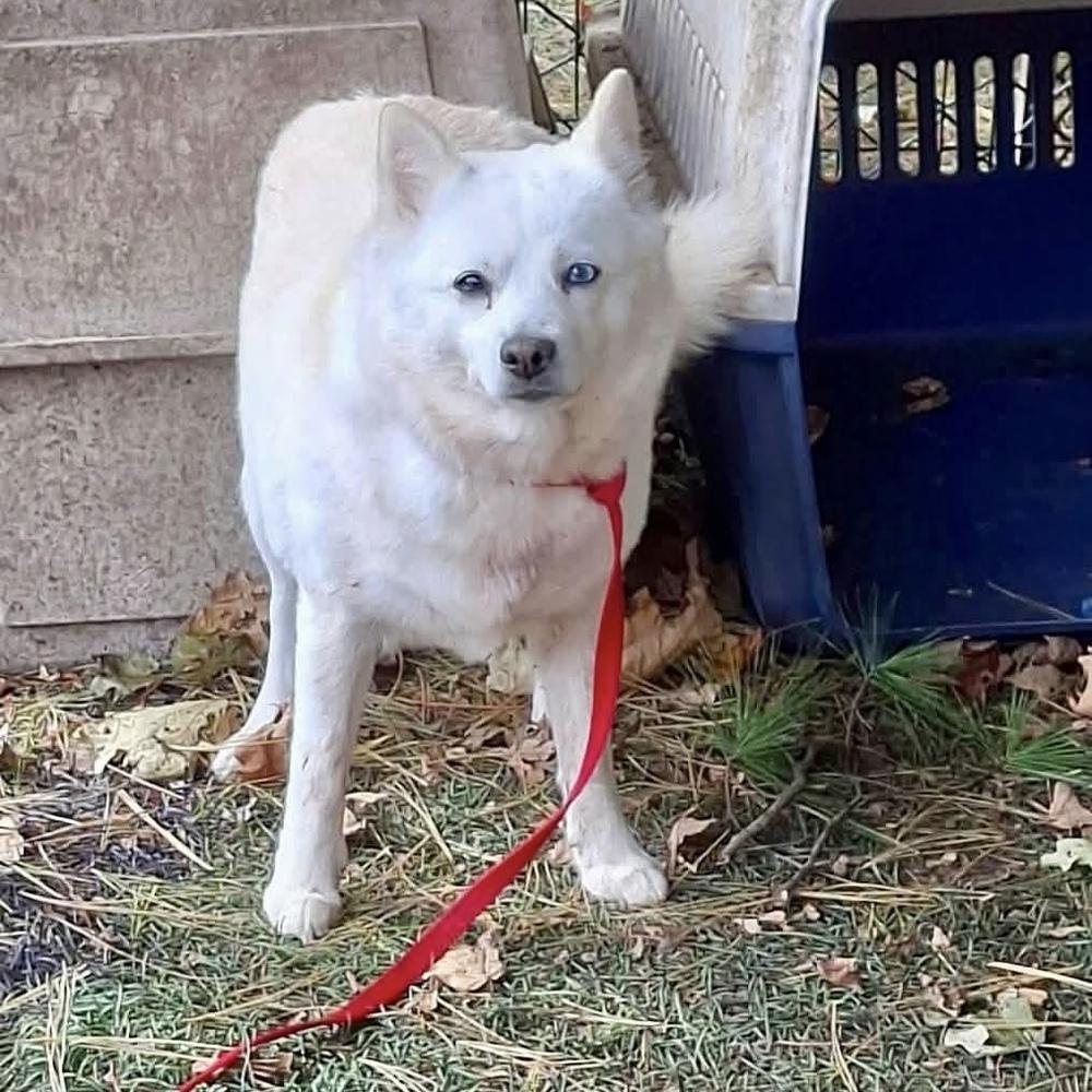 Enlarge Cheesecake, a Adoptable mixed breed in Groveland, MA image 5/5