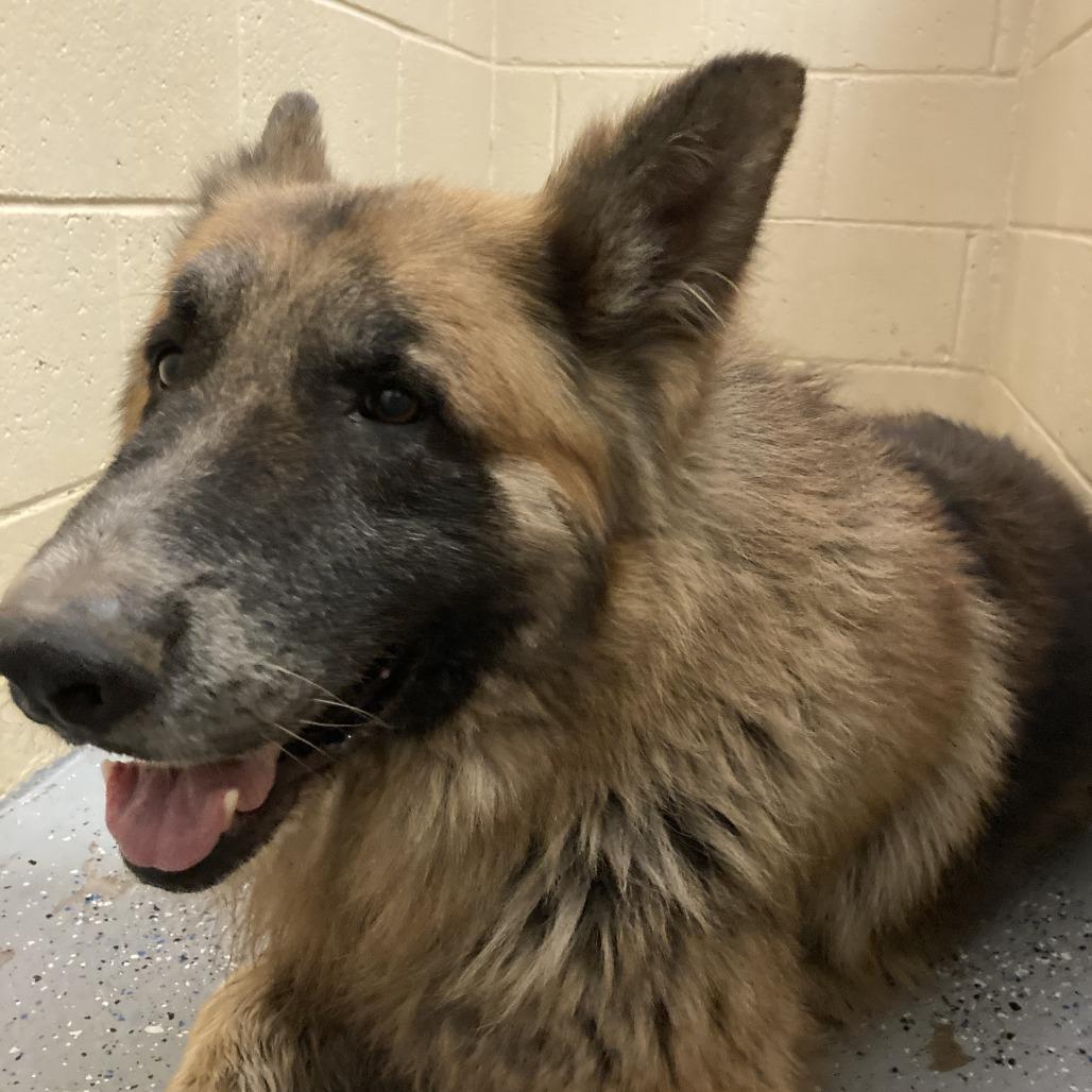 (CCSO) Shash, Adoptable, Young Male Shepherd.