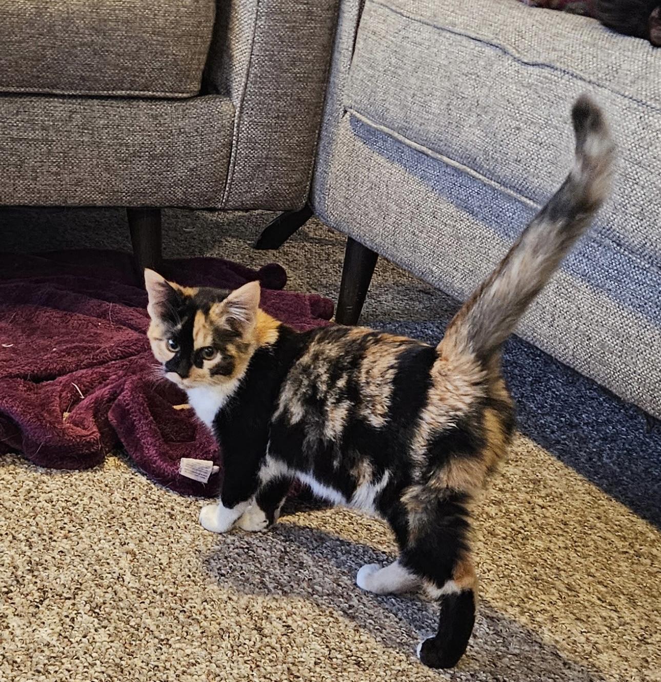 Enlarge Hanna, an adoptable mixed breed in Bonney Lake, WA image 6/6