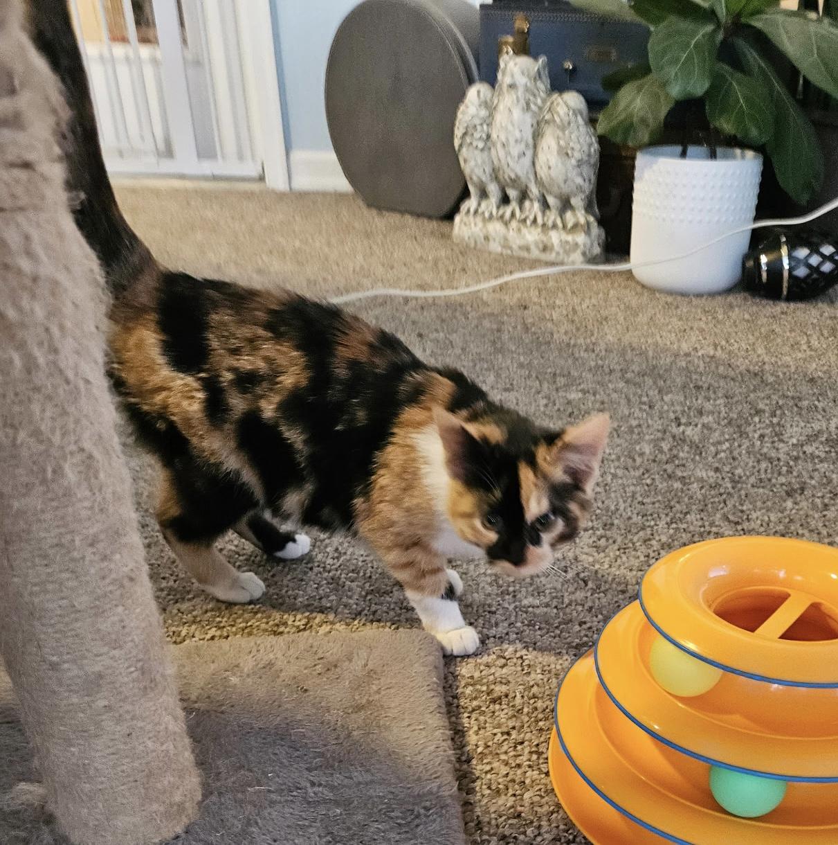 Enlarge Hanna, an adoptable mixed breed in Bonney Lake, WA image 5/6