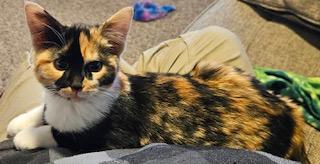 Enlarge Hanna, an adoptable mixed breed in Bonney Lake, WA image 2/6