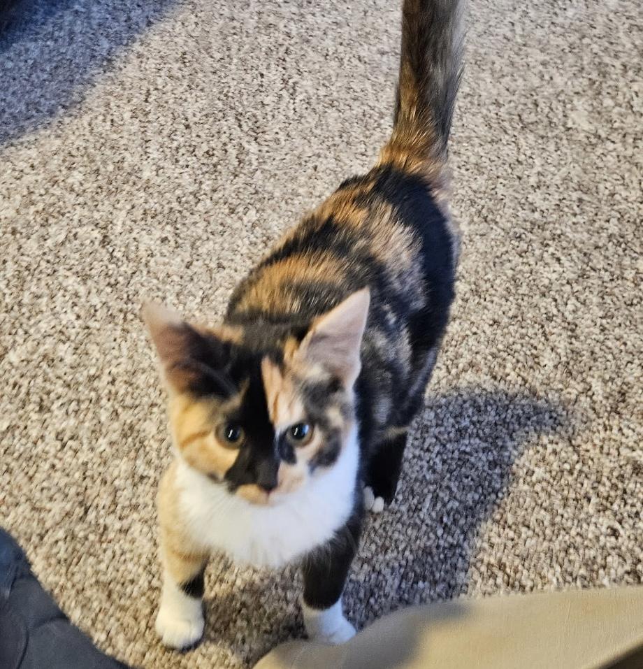 Enlarge Hanna, an adoptable mixed breed in Bonney Lake, WA image 4/6