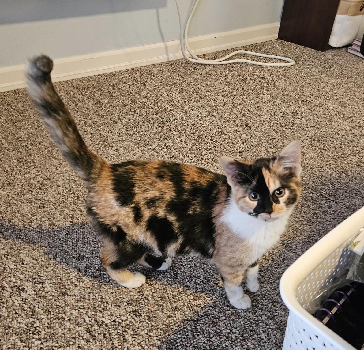 Hanna, adoptable, Kitten Female Calico.