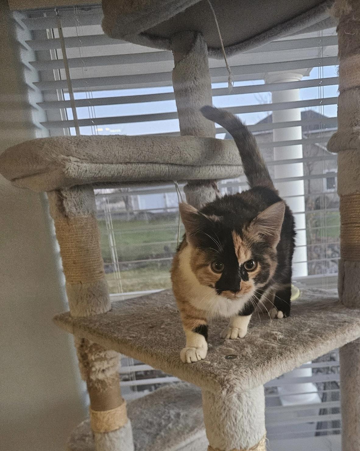 Enlarge Hanna, an adoptable mixed breed in Bonney Lake, WA image 3/6