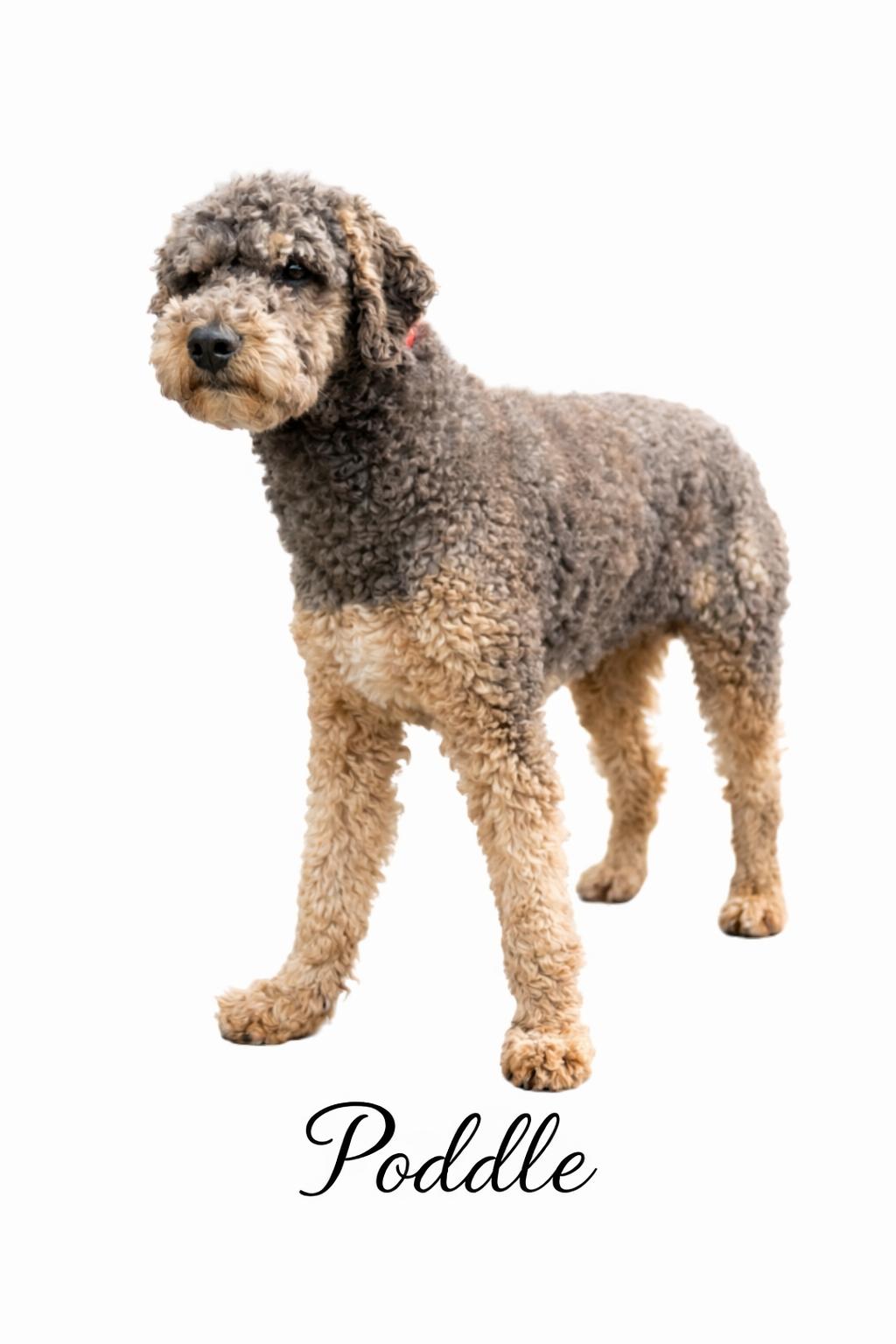 Poddle , adoptable, Young Male Poodle.