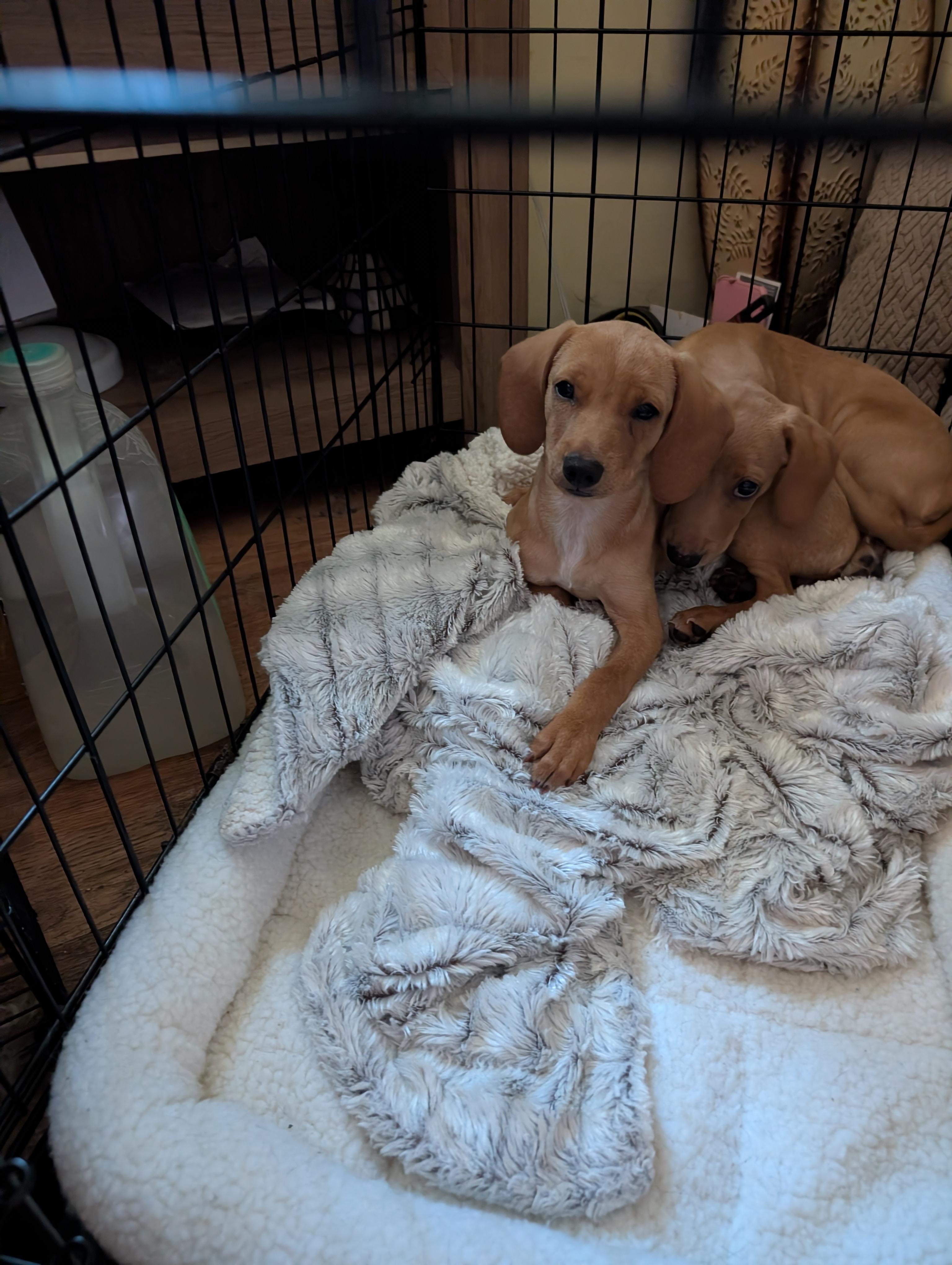 Enlarge Sugar, a ADOPTABLE mixed breed in Homer Glen, IL image 5/5