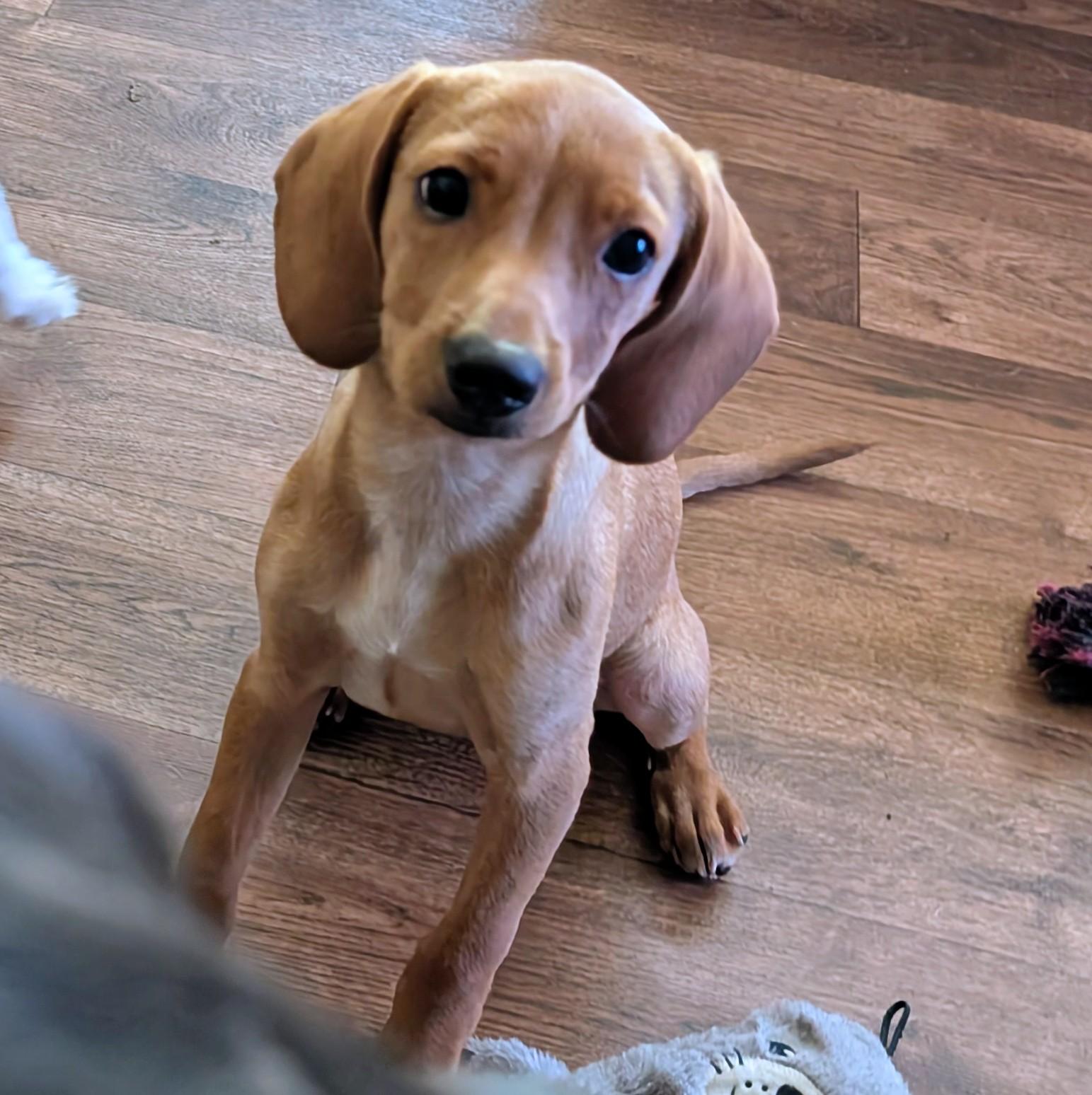 Sugar, ADOPTABLE, Puppy Female Dachshund & Beagle.