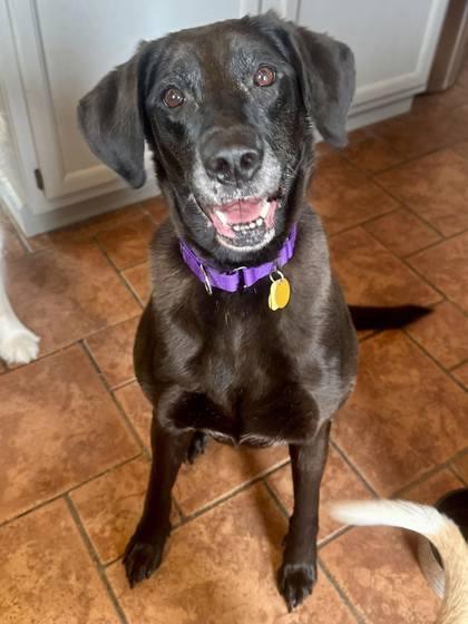 Riley, Adoptable, Senior Female Labrador Retriever & Mixed Breed.
