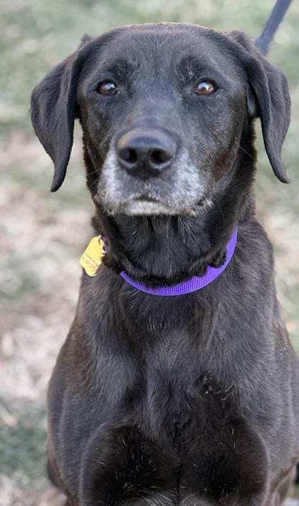 Enlarge Riley, a Adoptable mixed breed in Malvern, PA image 1/6