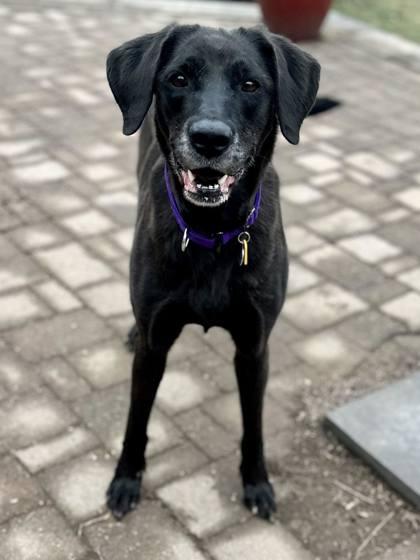 Enlarge Riley, a Adoptable mixed breed in Malvern, PA image 2/6