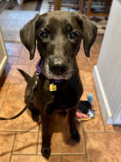 Enlarge Riley, a Adoptable mixed breed in Malvern, PA image 3/6