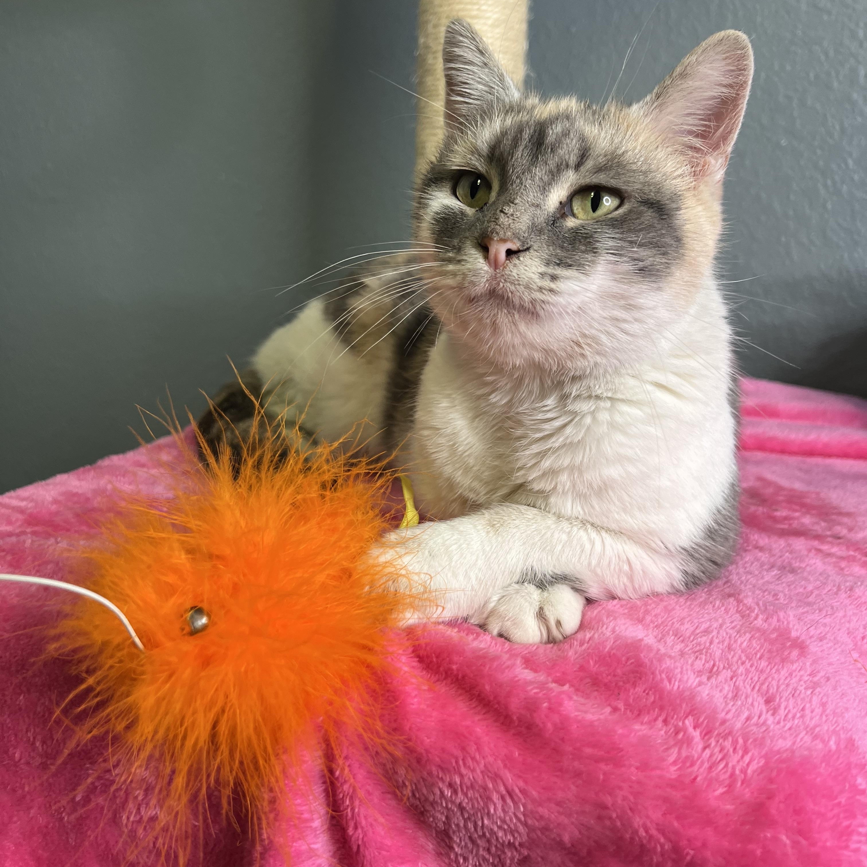 Batgirl, a Adoptable Dilute Calico in Newton, IL image 2/6