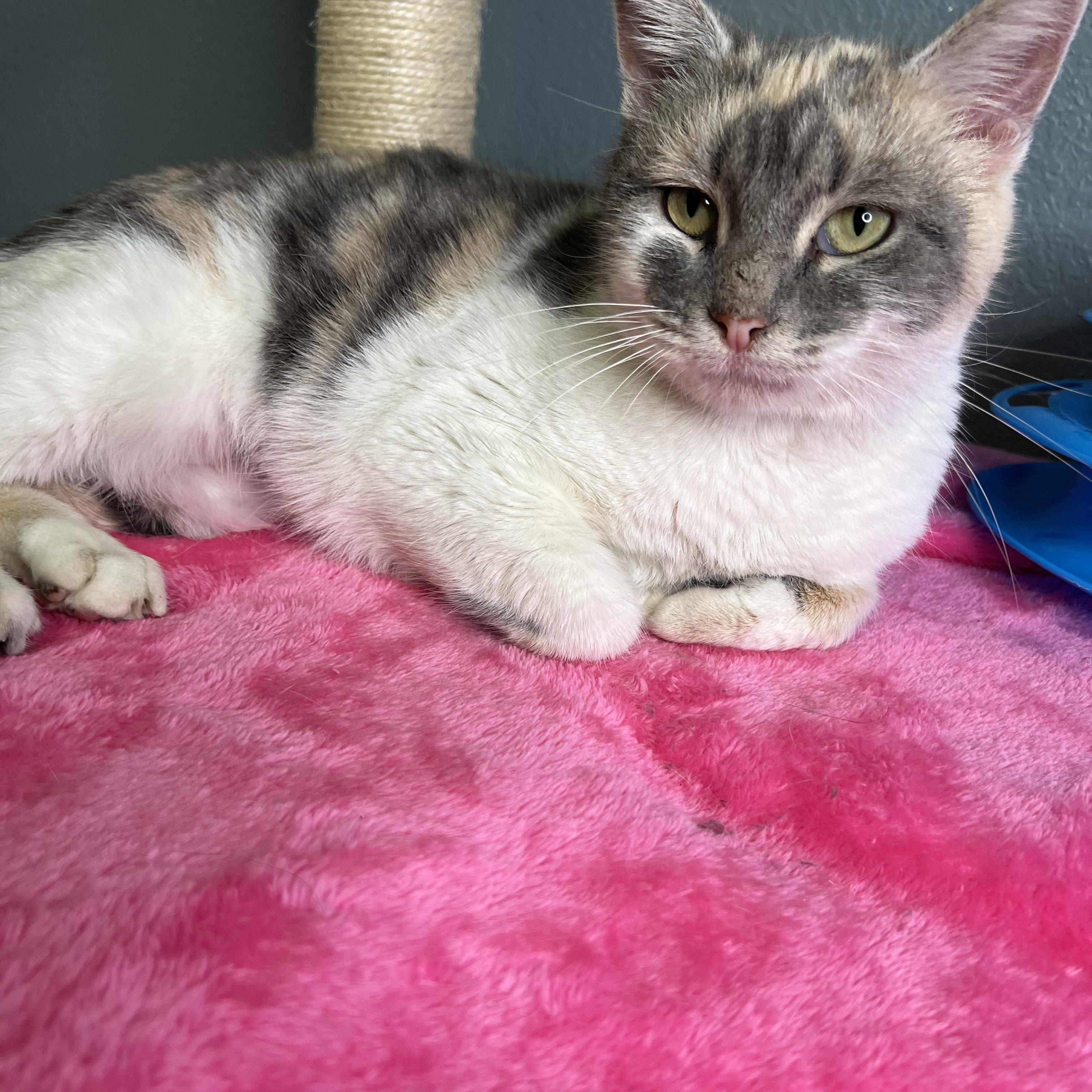 Batgirl, a Adoptable Dilute Calico in Newton, IL image 3/6