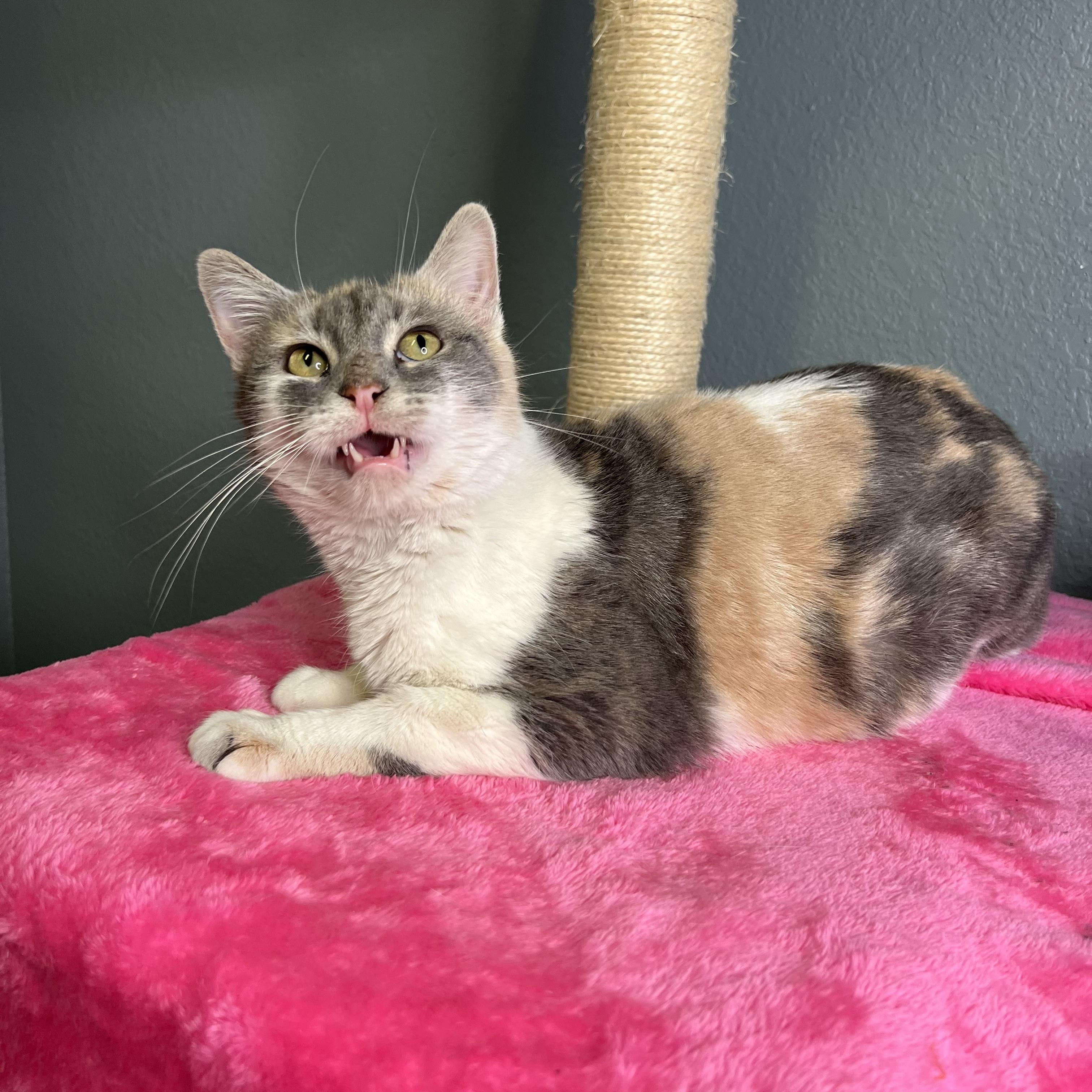 Batgirl, a Adoptable Dilute Calico in Newton, IL image 4/6