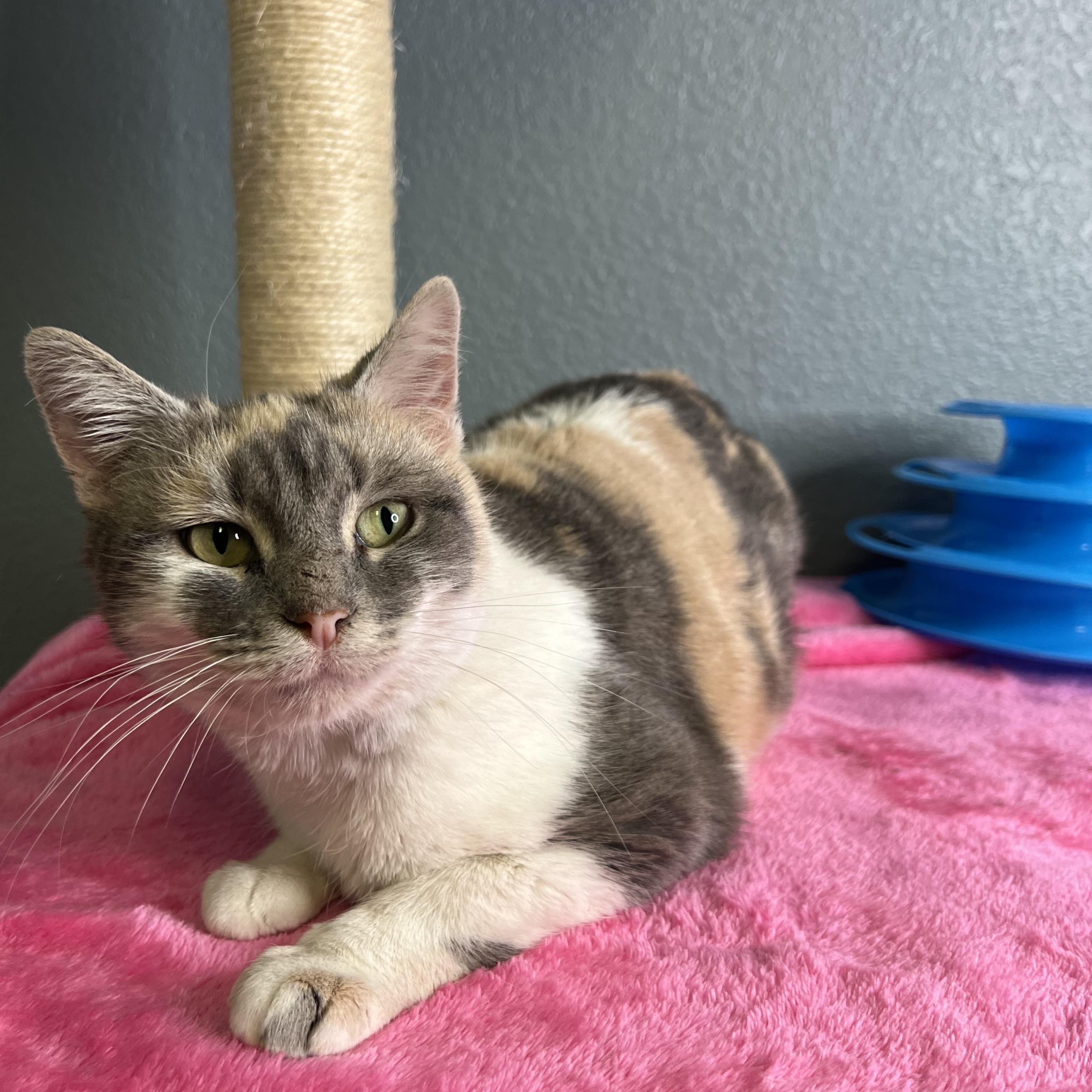 Batgirl, a Adoptable Dilute Calico in Newton, IL image 5/6