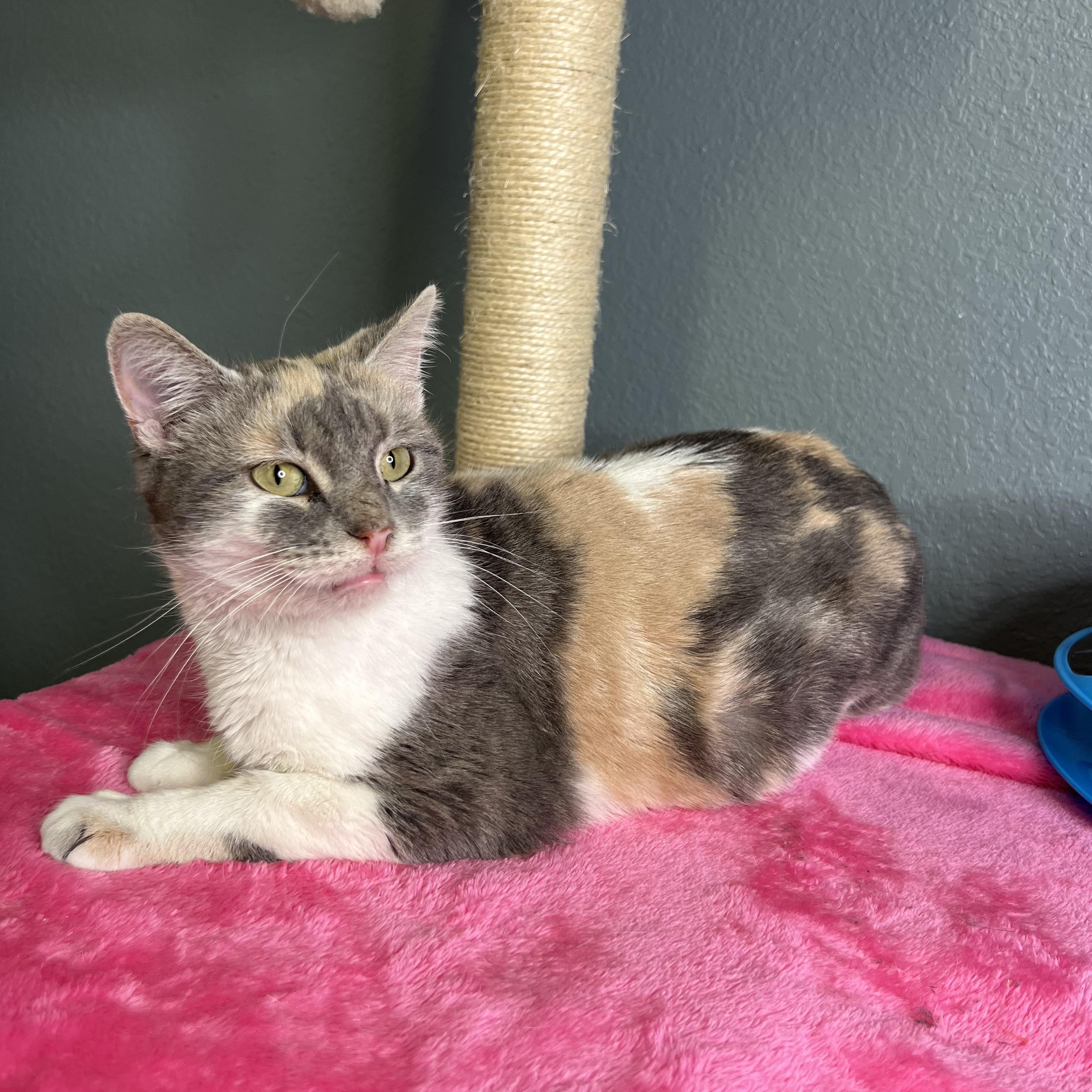 Batgirl, Adoptable, Adult Female Dilute Calico.