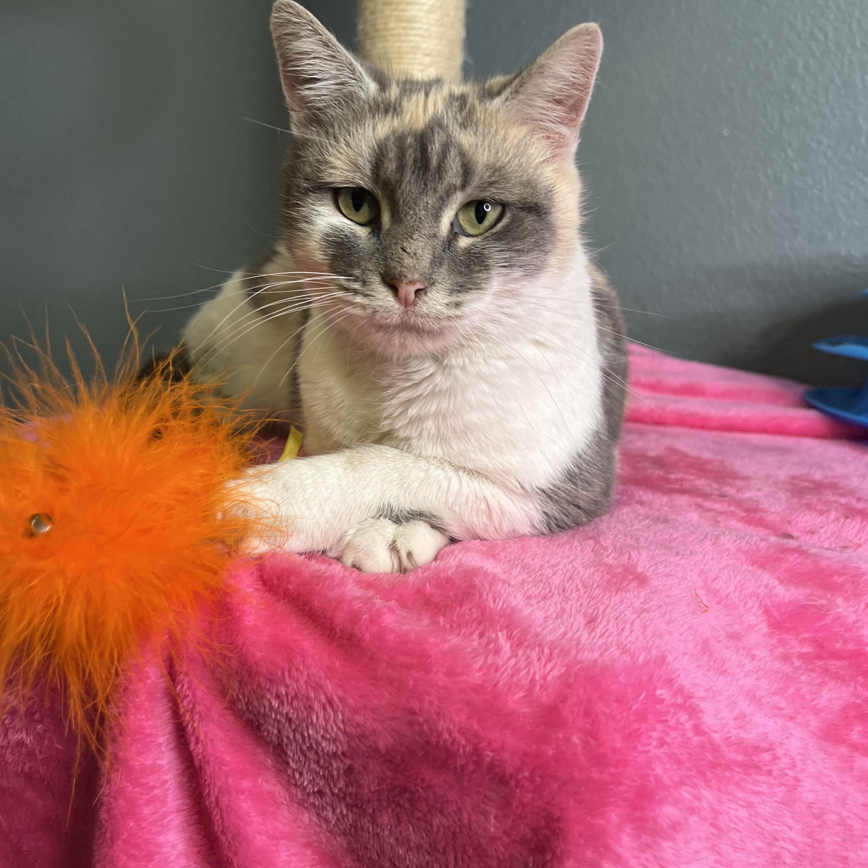 Batgirl, a Adoptable Dilute Calico in Newton, IL image 6/6