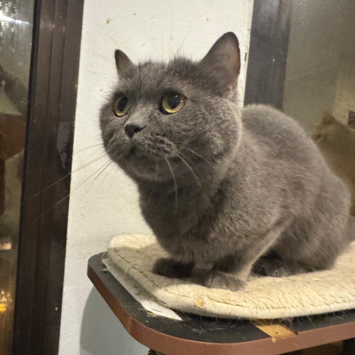 Enlarge Tuna, an adopted Russian Blue in New York, NY image 3/6