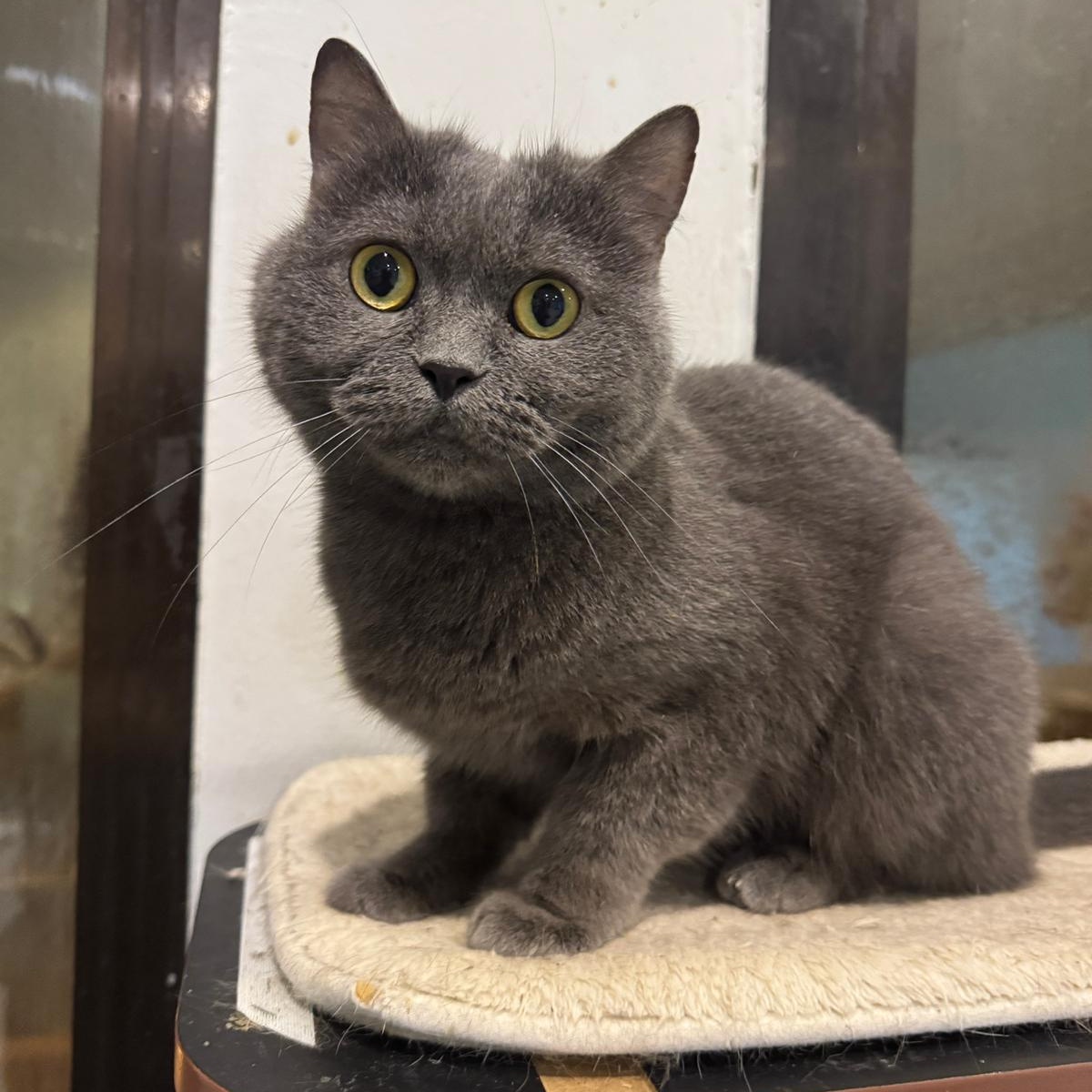 Enlarge Tuna, an adopted Russian Blue in New York, NY image 1/6