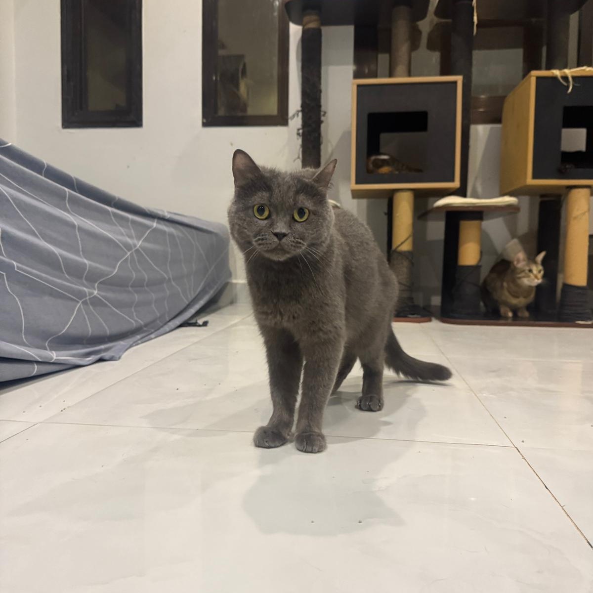 Enlarge Tuna, an adopted Russian Blue in New York, NY image 2/6