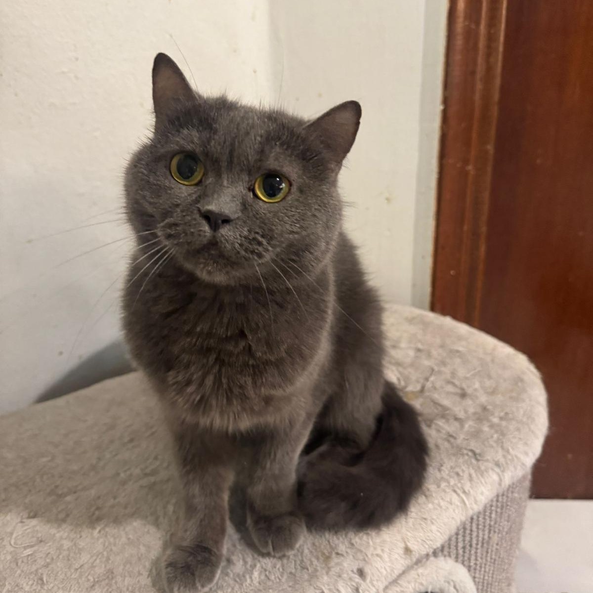 Enlarge Tuna, an adopted Russian Blue in New York, NY image 4/6