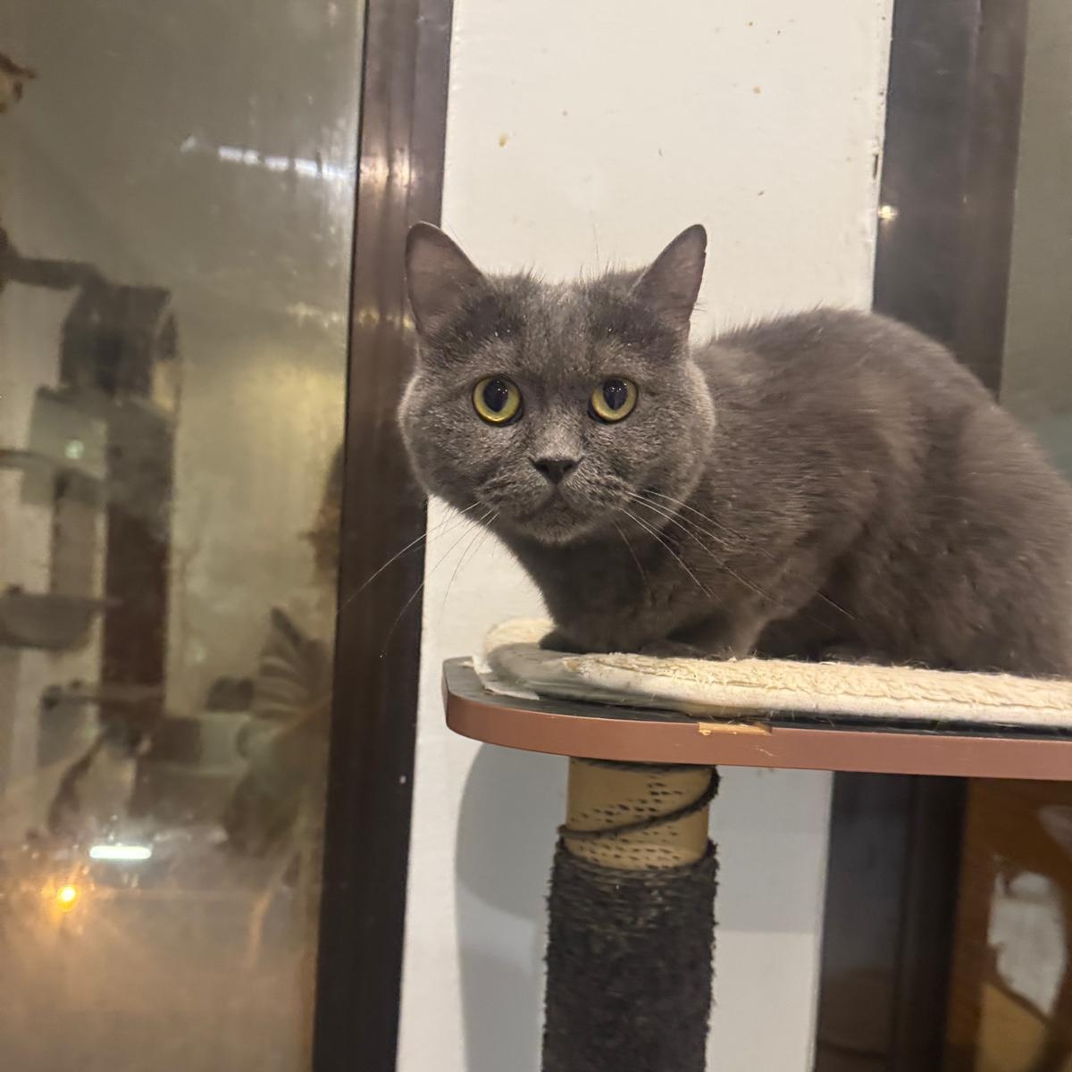 Enlarge Tuna, an adopted Russian Blue in New York, NY image 5/6