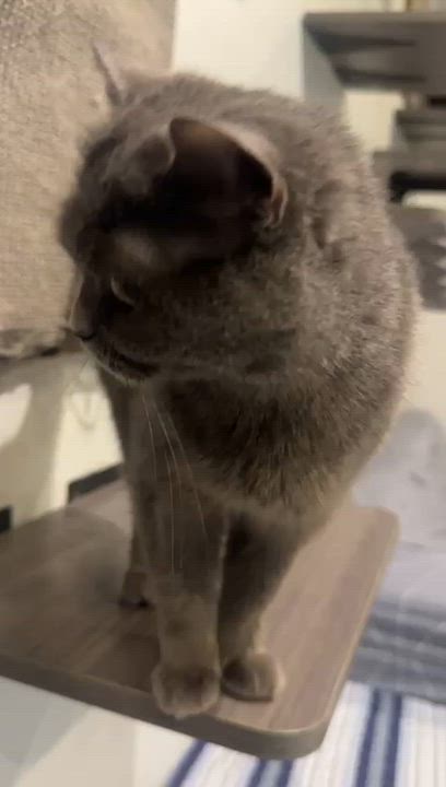 Enlarge Tuna, an adopted Russian Blue in New York, NY video 6/6