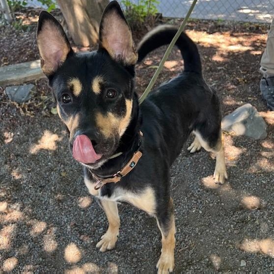 Taco, an adoptable German Shepherd Dog in Phoenix, OR, 97535 | Photo Image 5