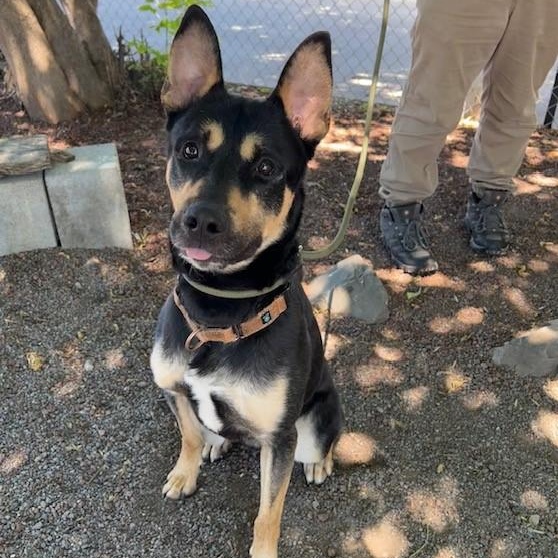 Taco, a Adoptable mixed breed in Phoenix, OR image 3/6