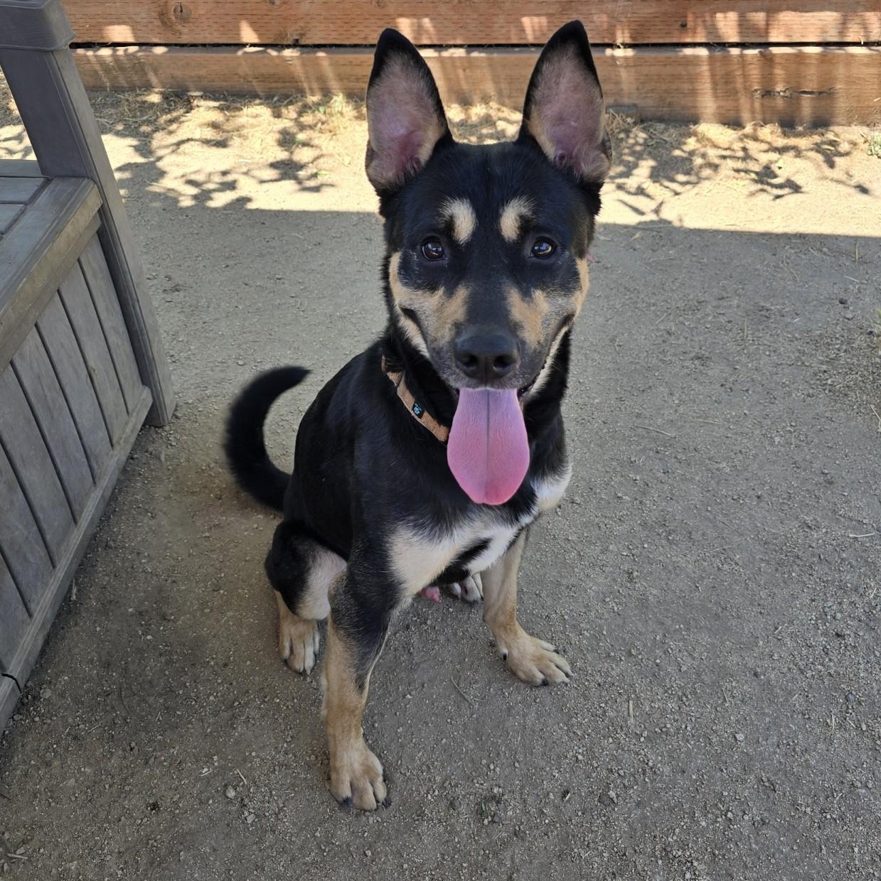 Taco, a Adoptable mixed breed in Phoenix, OR image 1/6