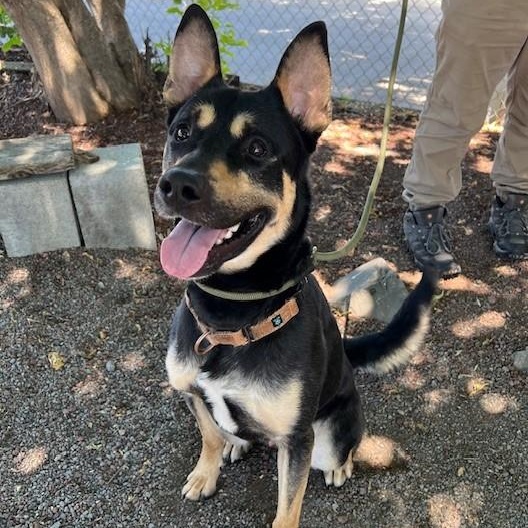 Taco, a Adoptable mixed breed in Phoenix, OR image 2/6